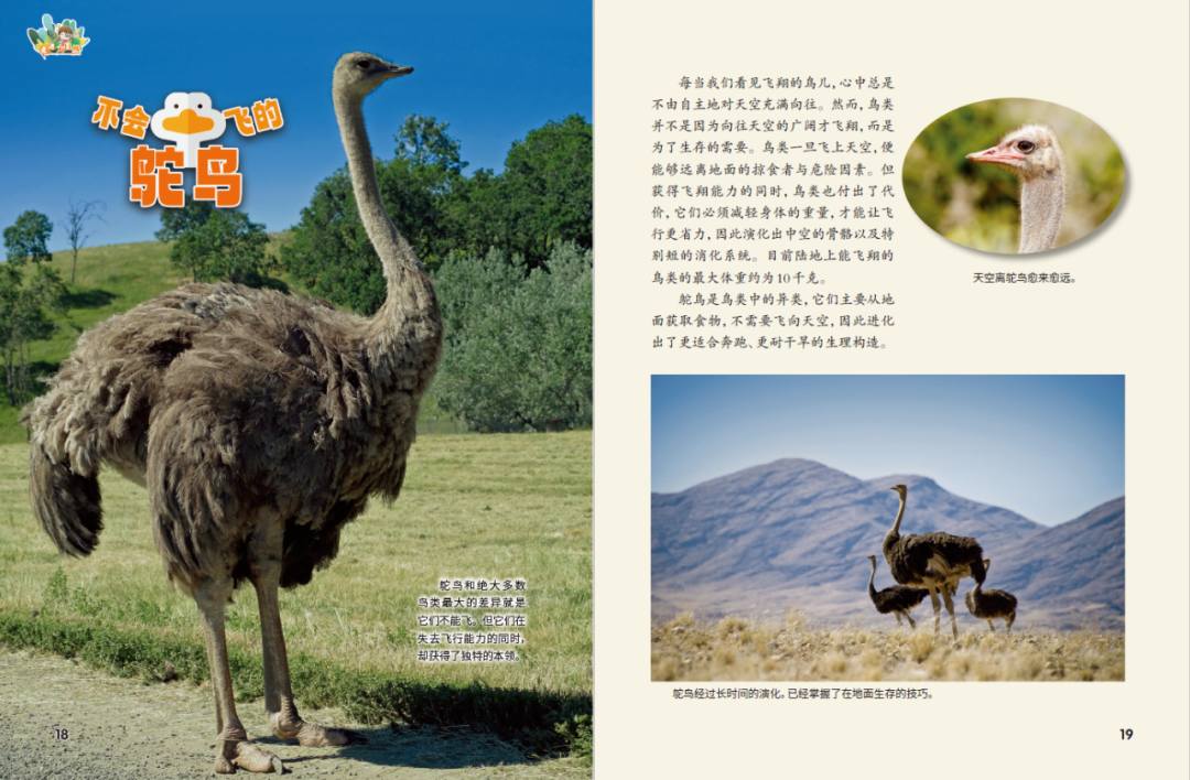 不会飞的鸵鸟.png
